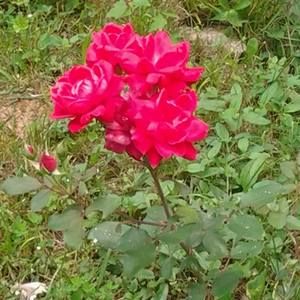 Meet your Posher, Diane